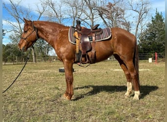 Mustang (american), Mare, 7 years, 14.1 hh, Chestnut-Red