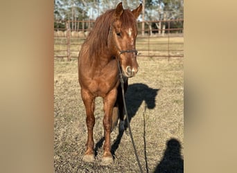Mustang (american), Mare, 7 years, 14.1 hh, Chestnut-Red