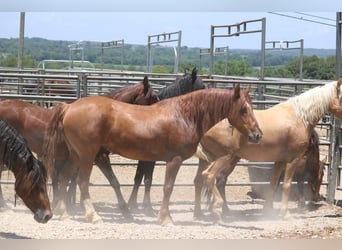 Mustang (american), Mare, 7 years, 14.1 hh, Chestnut-Red