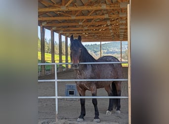 Mustang (american), Mare, 8 years, 14.3 hh, Roan-Bay