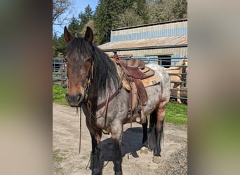 Mustang (american), Mare, 8 years, 14.3 hh, Roan-Bay