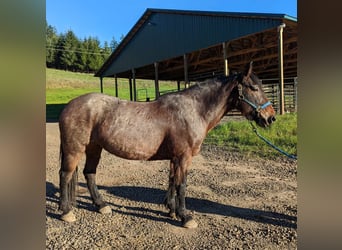 Mustang (american), Mare, 8 years, 14.3 hh, Roan-Bay