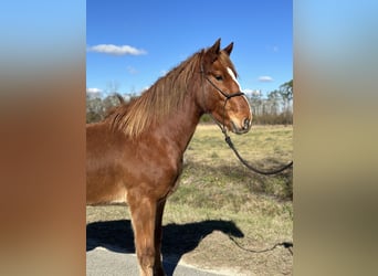 Mustang (american), Stallion, 4 years, 15.2 hh, Chestnut-Red