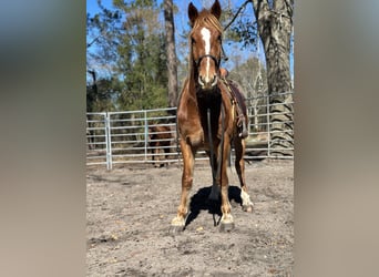 Mustang (american), Stallion, 4 years, 15.2 hh, Chestnut-Red
