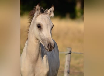 NRPS, Stallion, 5 years, 14.1 hh, Buckskin