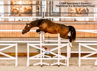 NRPS, Stallion, 5 years, 14.1 hh, Buckskin