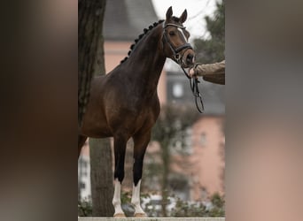 NRPS, Stallion, 5 years, 14.1 hh, Buckskin
