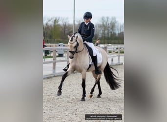 NRPS, Stallion, 5 years, 14.1 hh, Buckskin