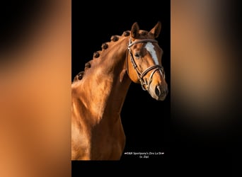 NRPS, Stallion, 5 years, 14.1 hh, Buckskin
