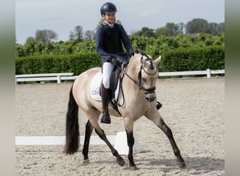 NRPS, Stallion, 5 years, 14.1 hh, Buckskin