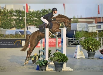 NRPS, Stallion, 5 years, 14.1 hh, Buckskin