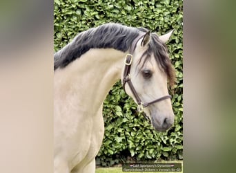 NRPS, Stallion, 5 years, 14.1 hh, Buckskin