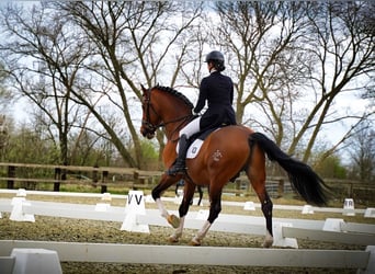 PRE, Stallion, 14 years, 16.3 hh, Bay