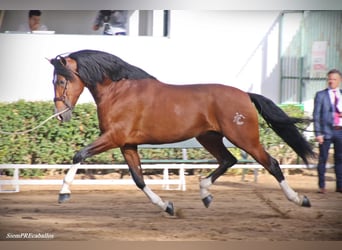 PRE, Stallion, 14 years, 16.3 hh, Bay