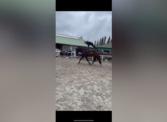 Oldenburg, Gelding, 8 years, 18 hh, Brown