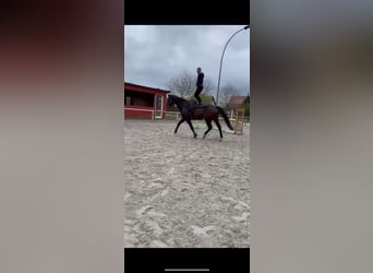 Oldenburg, Gelding, 8 years, 18 hh, Brown