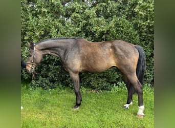 Oldenburg, Gelding, 8 years, 18 hh, Brown