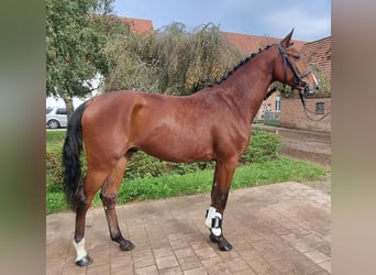Oldenburg-International (OS), Stallion, 3 years, 16.1 hh, Brown