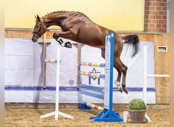 Oldenburg-International (OS), Stallion, 3 years, 16.1 hh, Brown