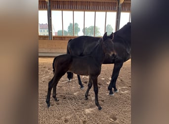 Oldenburg, Stallion, Foal (04/2024), 16.3 hh, Smoky-Black