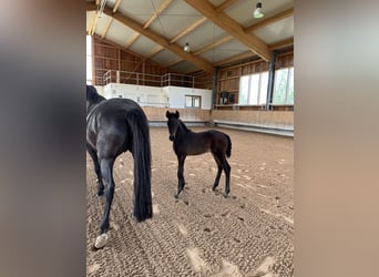 Oldenburg, Stallion, Foal (04/2024), 16.3 hh, Smoky-Black