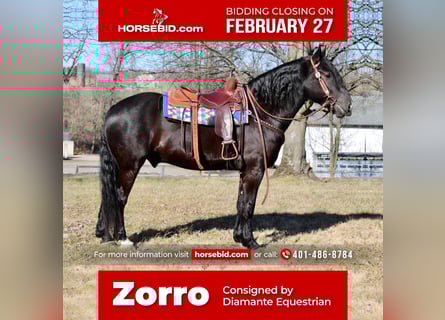 Other Breeds, Gelding, 5 years, Black