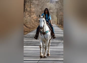 Other Warmbloods, Gelding, 10 years, 16.2 hh, Gray