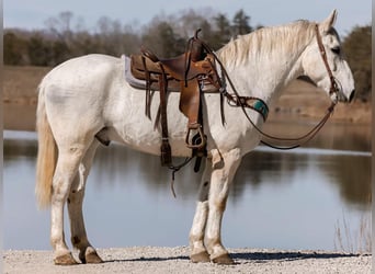 Other Warmbloods, Gelding, 10 years, 16.2 hh, Gray