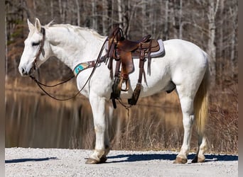Other Warmbloods, Gelding, 10 years, 16.2 hh, Gray