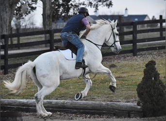 Other Warmbloods, Gelding, 10 years, 16.2 hh, Gray