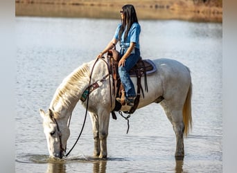 Other Warmbloods, Gelding, 10 years, 16.2 hh, Gray