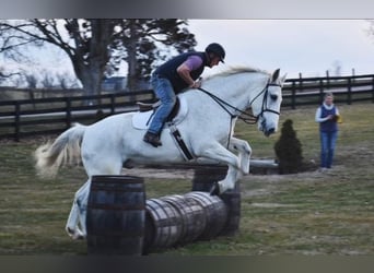 Other Warmbloods, Gelding, 10 years, 16.2 hh, Gray