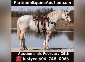 Other Warmbloods, Gelding, 10 years, 16.2 hh, Gray