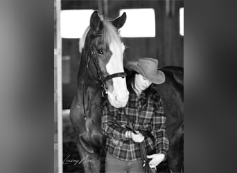 Other Warmbloods, Gelding, 12 years, 17.3 hh, Chestnut