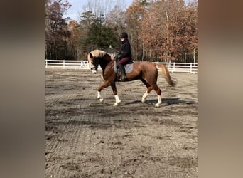 Other Warmbloods, Gelding, 12 years, 17.3 hh, Chestnut