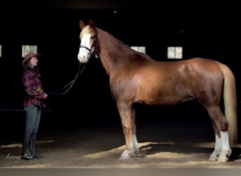 Other Warmbloods, Gelding, 12 years, 17.3 hh, Chestnut