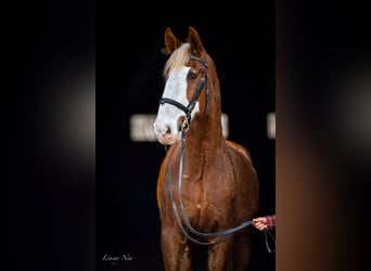 Other Warmbloods, Gelding, 12 years, 17.3 hh, Chestnut