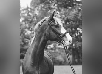 Other Warmbloods, Gelding, 12 years, 17.3 hh, Chestnut
