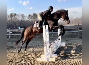 Other Warmbloods, Gelding, 13 years, 17.2 hh, Bay
