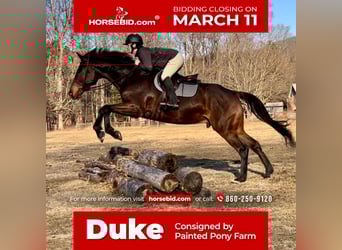 Other Warmbloods, Gelding, 13 years, 17.2 hh, Bay