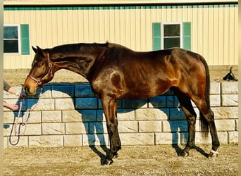 Other Warmbloods, Gelding, 13 years, 17.2 hh, Bay