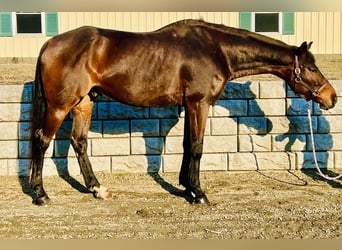 Other Warmbloods, Gelding, 13 years, 17.2 hh, Bay