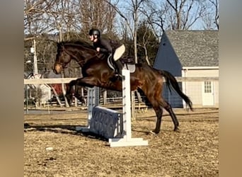 Other Warmbloods, Gelding, 13 years, 17.2 hh, Bay