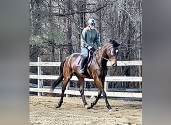 Other Warmbloods, Gelding, 13 years, 17.2 hh, Bay
