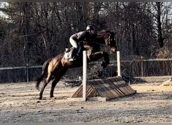 Other Warmbloods, Gelding, 13 years, 17.2 hh, Bay