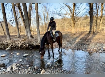 Other Warmbloods, Gelding, 13 years, 17.2 hh, Bay