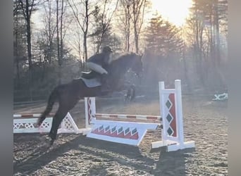 Other Warmbloods, Gelding, 13 years, 17.2 hh, Bay