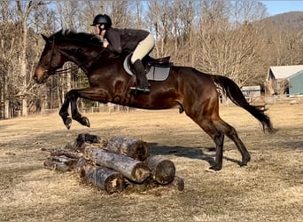 Other Warmbloods, Gelding, 13 years, 17.2 hh, Bay