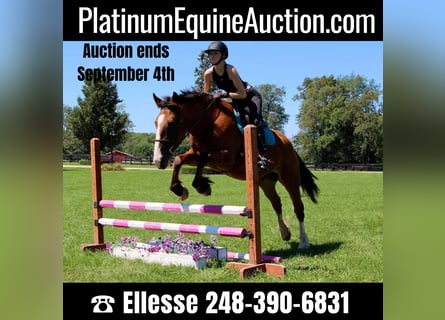Other Warmbloods, Gelding, 6 years, 16 hh, Bay