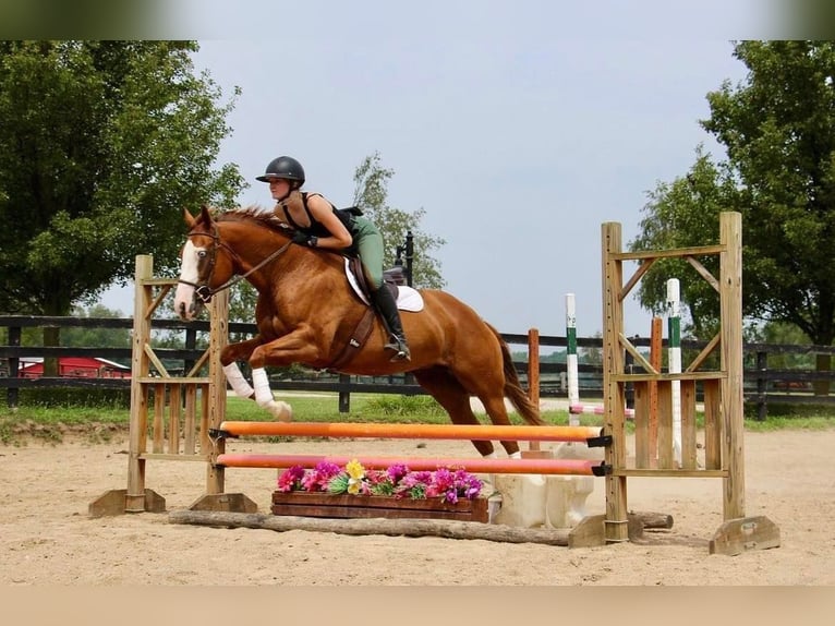 Other Warmbloods Mare 10 years 15,2 hh Chestnut in Highland, MI